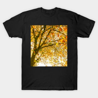 Autumn Leaves - Tree leaves changing colour T-Shirt